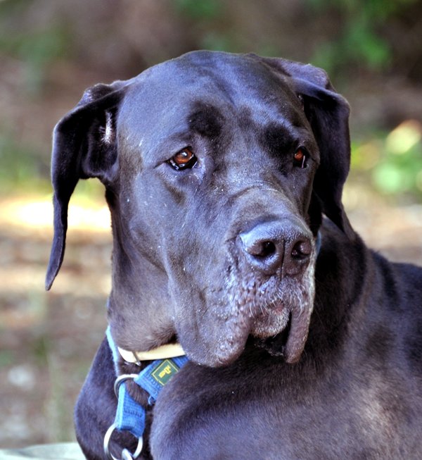 good old boy!!