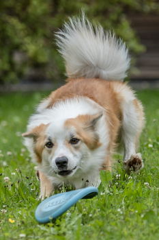 Frisbee spielen...