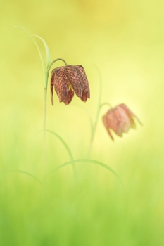 Schachbrettblume