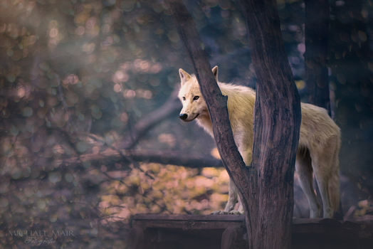wachsamer Wolf