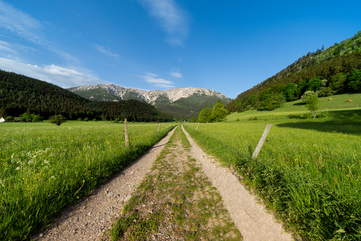 Auf dem Weg zur Enzianhütte ( Schneeberg)