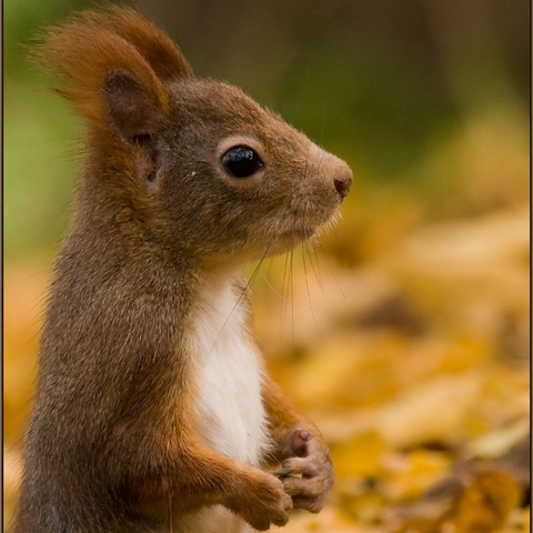Eichhörnchen