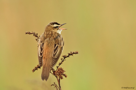 Schilfrohrsänger (Acrocephalus schoenobaenus)