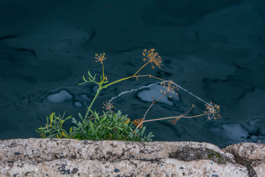Stein,Pflanze,Meer und ...