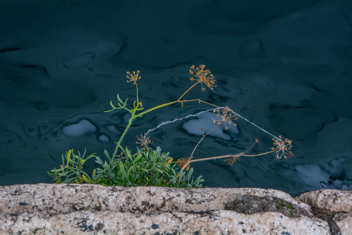 Stein,Pflanze,Meer und ...