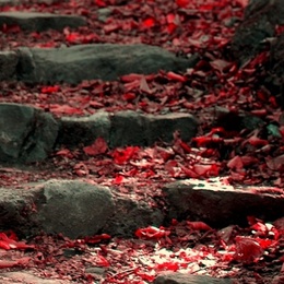 Der rote Weg