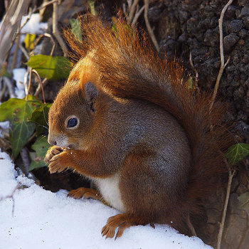 Eichhörnchen in der Abendsonne