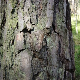 Der Baumgeist