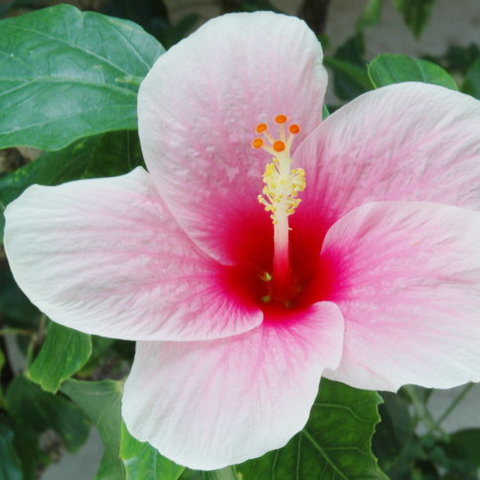 Blume
