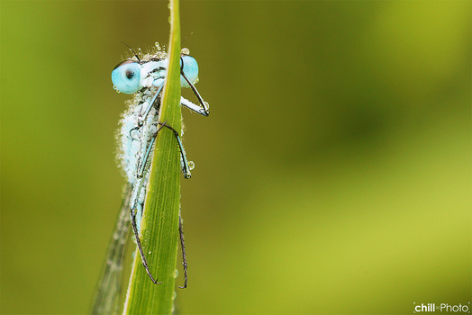 Libelle