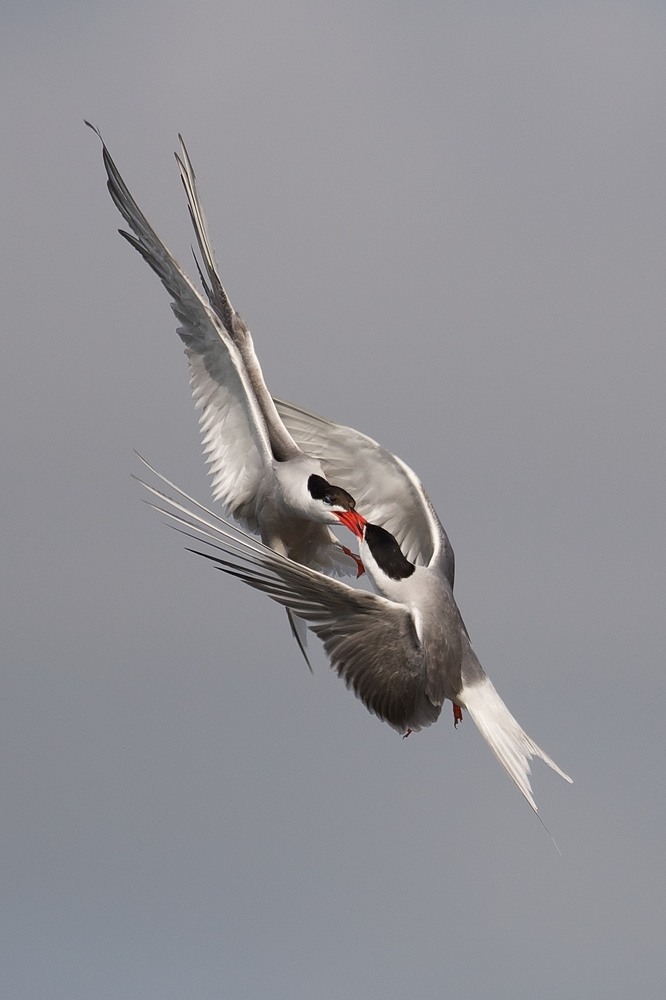 Fluß-Seeschwalbe (Sterna hirundo)