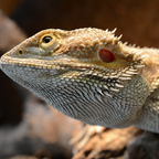 Bartagame