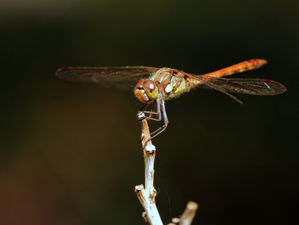 Libelle