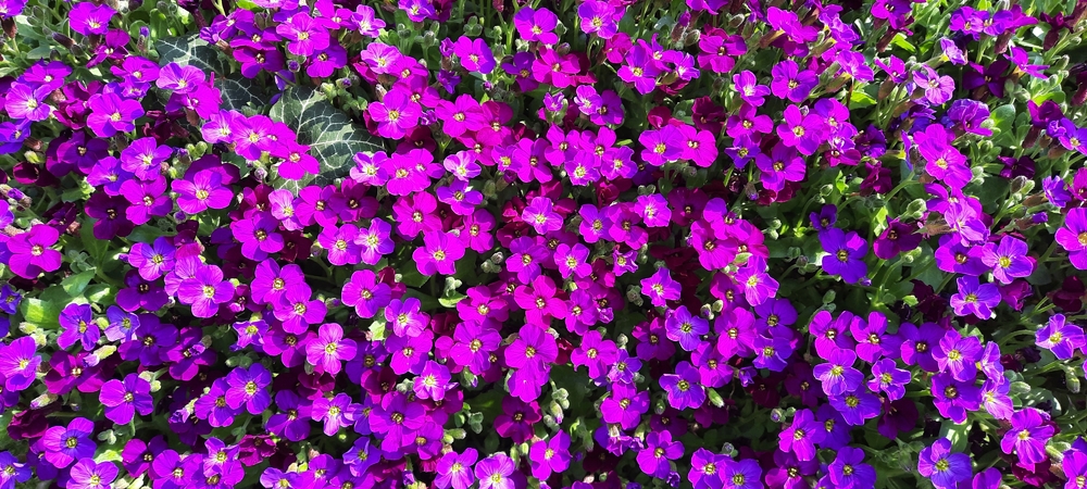 Griechisches Blaukissen (Aubrieta deltoidea)...