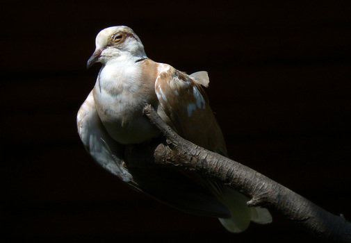 Täubchen