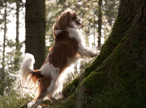 Hund