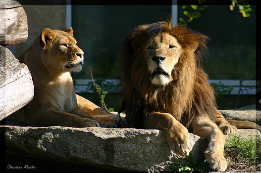 Verschlafener König