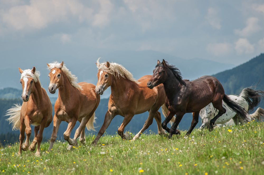 Auf Sommerfrische