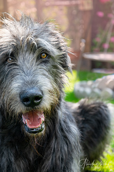 Wolfshund