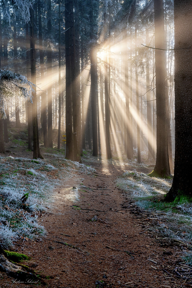 Der Weg ins Licht