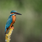 Alcedo atthis