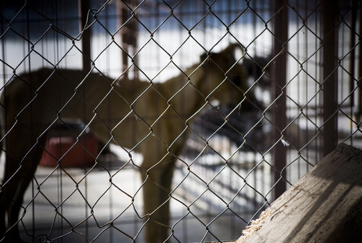 behind the cage