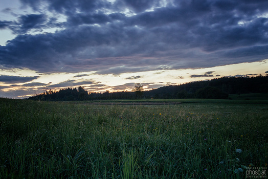 Abendwiese