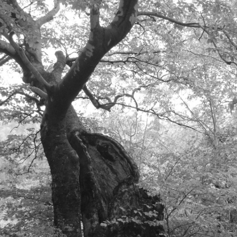 Einsamer Baum