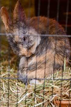 Osterputz