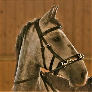 Lipizzaner