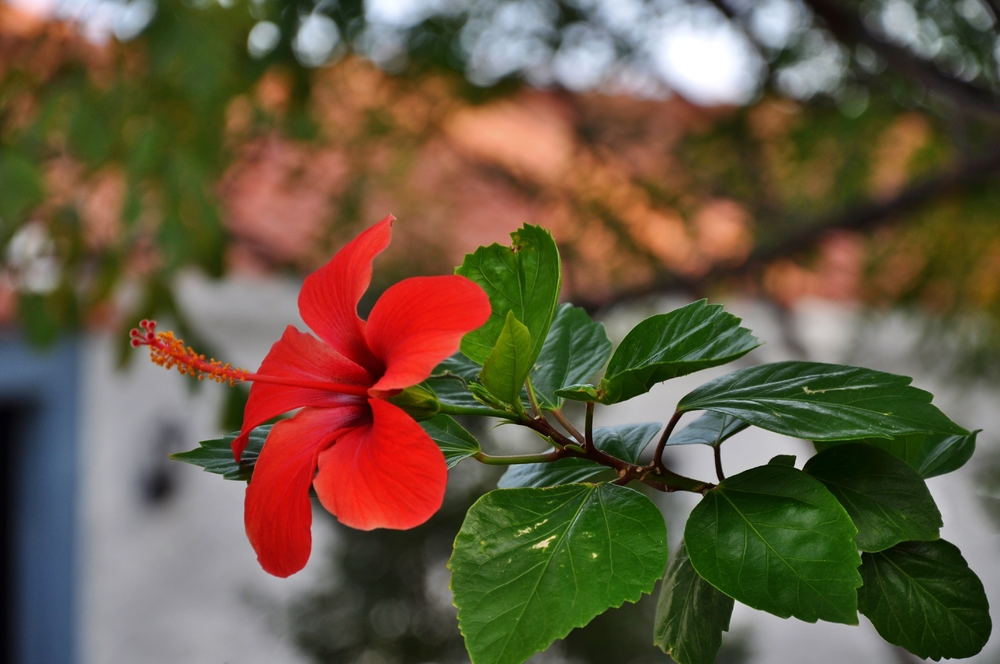 Hibiskus...
