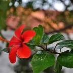 Hibiskus...
