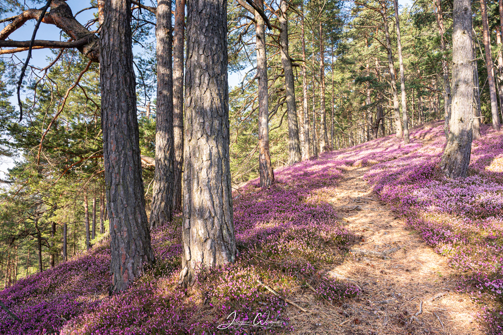 Some colour for Pink Ribbon