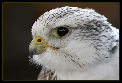 Little Hawk