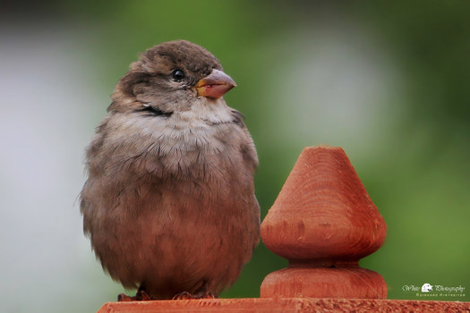 Spatz I