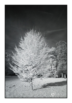 Baum