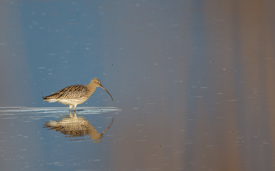 Grosser Brachvogel