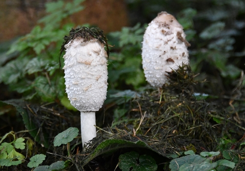 Zwei Männlein stehen im Walde :-)