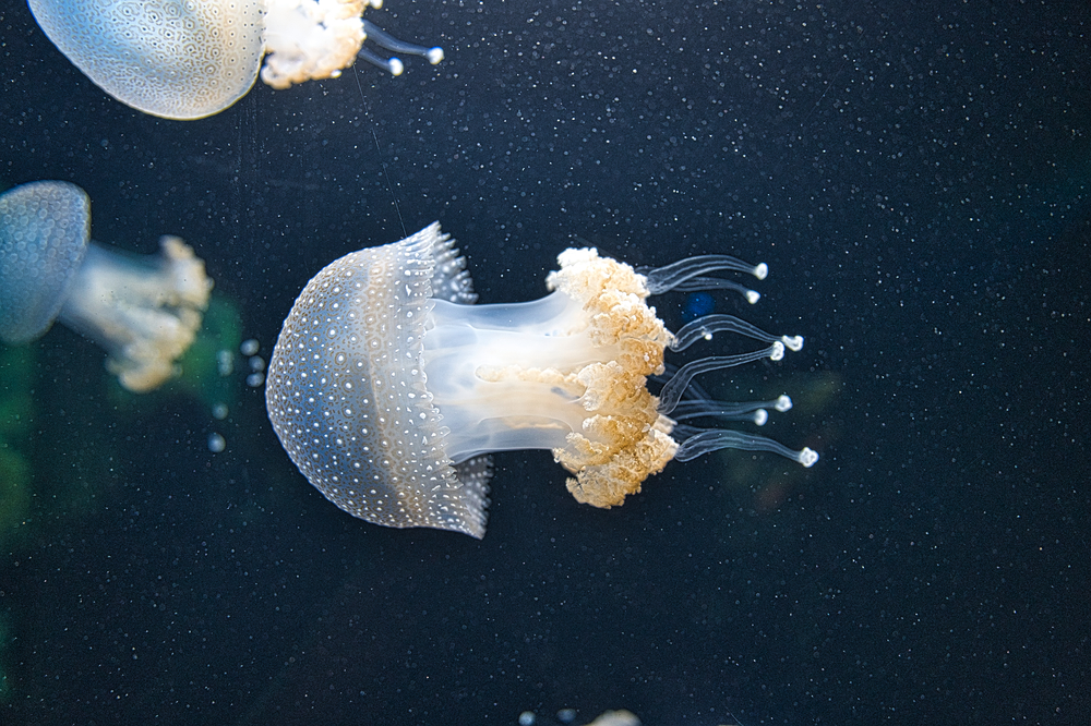 Aquarium