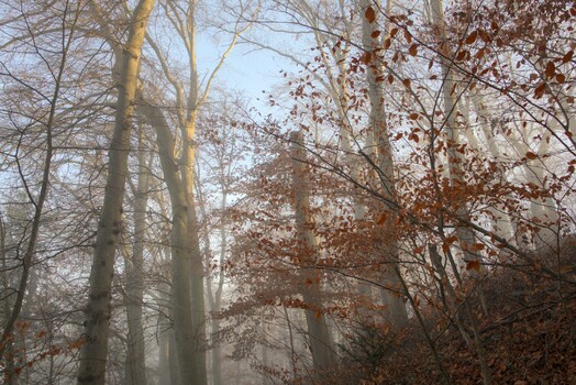 Es werde Licht im Nebel