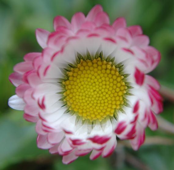 daisy