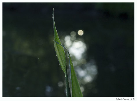 Grashalm im Morgentau