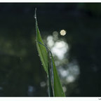 Grashalm im Morgentau