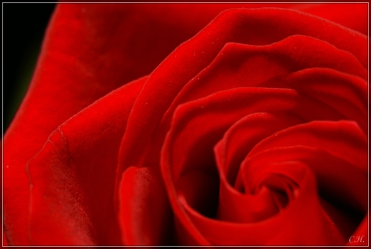 a Rose?