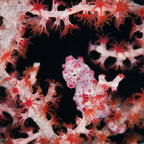 Zwerg-Seepferdchen (Hippocampus bargibanti)