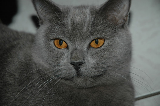 Balu