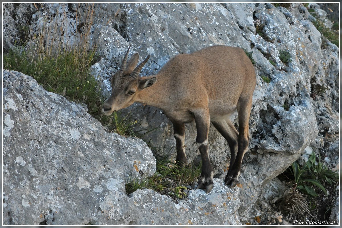 Steinwild
