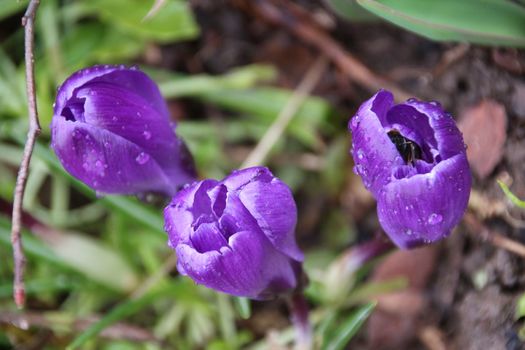 Frühlingserwachen
