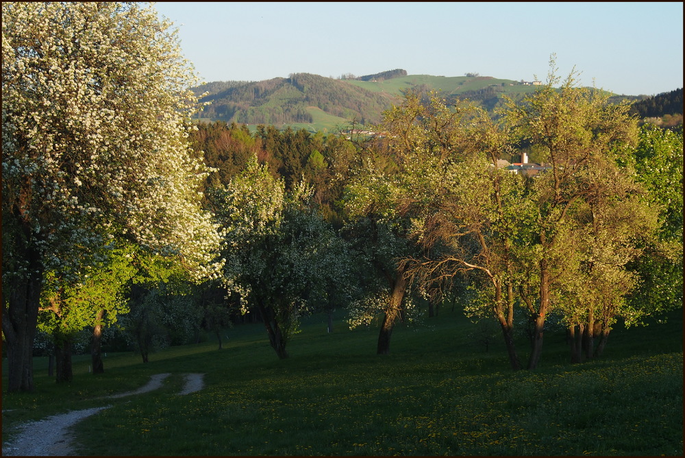 Baumblüte II