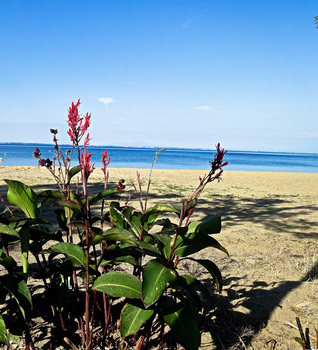 Indisches Blumenrohr on the beach